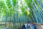 View of Bamboo walkway, Sagatenryuji Tateishicho, Ukyo Ward, Kyoto, Honshu, Japan