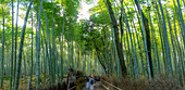 View of Bamboo walkway, Sagatenryuji Tateishicho, Ukyo Ward, Kyoto, Honshu, Japan