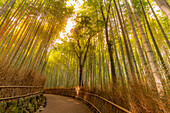 View of Bamboo walkway, Sagatenryuji Tateishicho, Ukyo Ward, Kyoto, Honshu, Japan