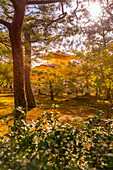 View of Golden Temple (Kinkaku-ji) (Temple of the Golden Pavilion), UNESCO, Kyoto, Honshu, Japan