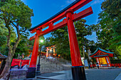 Blick auf das Torii-Tor des Fushimi-Inari-Schreins in der Abenddämmerung, Fukakusa Yabunouchicho, Bezirk Fushimi, Kyoto, Honshu, Japan