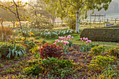 Frühlingsgarten mit rosa Tulpen (Tulipa) 'Sanne' und weißen Narzissen (Narcissus) bei Sonnenaufgang