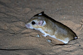 Cape short-eared gerbil at burrow at night