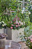 Ballonblume, Ähriger Ehrenpreis, Rose, Lampenputzergras, Schafgarbe im quadratischem Pflanzbehälter auf der Terrasse