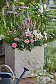 Ballonblume, Ähriger Ehrenpreis, Rose, Lampenputzergras, Schafgarbe im quadratischem Pflanzbehälter auf der Terrasse