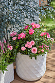 Pinkfarbene Rose, Ähriger Ehrenpreis und Eukalyptus im Topf auf Terrasse