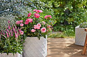 Sitzplatz auf Terrasse mit pinkfarbenen Rosen, Ähriger Ehrenpreis, Schleierkraut und Eukalyptus