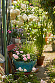 Schale mit Rosen, Lampenputzergras, Glockenblumen bepflanzen - die fertig bepflanzte Schale