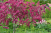 Ornamental apple tree in bloom