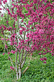 Ornamental apple tree in bloom