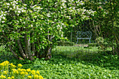 Traubenkirsche und  Gold-Wolfsmilch im Garten 