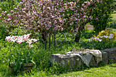 Tulpen und Zierkirsche