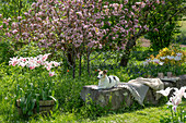 Tulpen und Zierkirsche mit Hund
