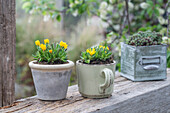 Mittagsblümchen im Topf und Becher
