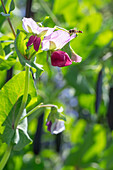 Biene an Erbsenblüte