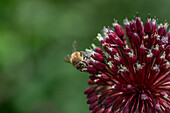 Biene an Kugellauch