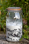 Blackcurrants with sugar in a preserving jar