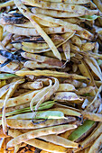 Bean pods - close-up