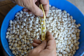Hands pale beans from the pod