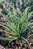 Palm kale with snail food