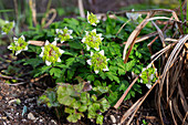 Schneerose mit grünen und weißen Blüten im Frühlingsbeet