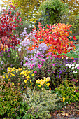 Federbuschstrauch, Schneeball, Herbstchrysanthemen, Abelia grandiflora 'Confetti' und 'Kaleidoskop', Dahlien und Spinnenblume