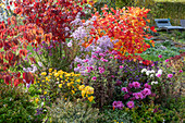 Federbuschstrauch, Schneeball, Herbstchrysanthemen, Abelia grandiflora 'Confetti' und 'Kaleidoskop', Dahlien und Spinnenblume