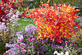 Federbuschstrauch, Schneeball, Herbstchrysanthemen, Abelia grandiflora 'Confetti' und 'Kaleidoskop', Dahlien und Spinnenblume