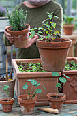Aussaat Zigarettenpflanze; Kapuzinerkresse, Garten-Kapfuchsie