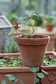 Aussaat Zigarettenpflanze, Kapuzinerkresse, Garten-Kapfuchsie