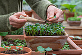 Palmkohl 'Nero di Toscana' pikieren