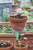 Vesper Gurke 'Persika' 