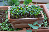 Palmkohl 'Nero di Toscana'