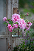 Rose (Rosa 'Jasmina') am Haken