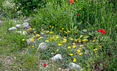 Klatschmohn und Schafgarbe