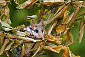  Gartenschläfer (Eliomys quercinus), Spanien 
