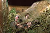 Dicker Siebenschläfer (Glis glis) Mutter putzt Babys, Deutschland