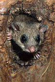 Siebenschläfer (Glis glis) lugt aus dem Nestloch, Österreich