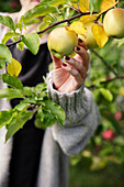 Woman picks yellow apple