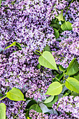 Purple garden lilac in full bloom against a light background