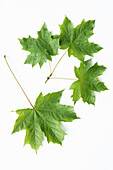 Spitz-Ahorn (Acer platanoides) auf weißem Hintergrund