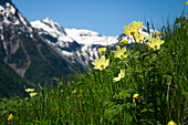 Mountain meadow with yellow flowering sulphur anemone (Pulsatilla alpina subsp. apiifolia) against the light. With mountains and blue sky. Val Müstair, Grisons, Switzerland