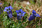 Enzian (Gentiana acaulis) in voller Blüte im Graubünden, Schweiz