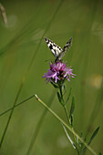 Schachbrettfalter (Melanargia galathea) auf einer Wiesen Flockenblume (Centaurea jacea)