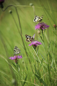 Schachbrettfalter (Melanargia galathea) auf einer Wiesen Flockenblume (Centaurea jacea)