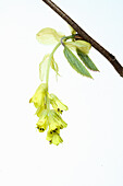Flower of the common hazel (Corylopsis spicata) with black stamens and many flowers, against a white background