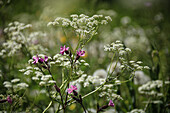 Blumenwiese mit Roter Waldnelke (Silene dioica) und Wiesen-Kerbel (Anthriscus sylvestris)