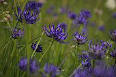 Round-headed rapunzel (Phyteuma orbiculare) in its natural habitat in a mountain meadow in Valmüstair, Grisons, Switzerland