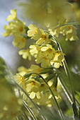 Close-up, forest cowslip in bloom against the light
