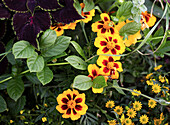 Plant portrait of the summer flower Tagetes